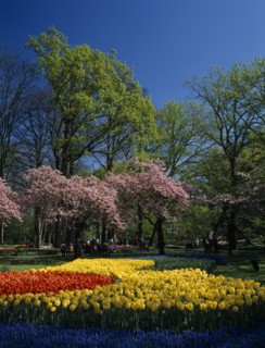 HOLLAND, South, Lisse, "Keukenhof Gardens. Multicoloured layered display of tulips, cherry blossoms