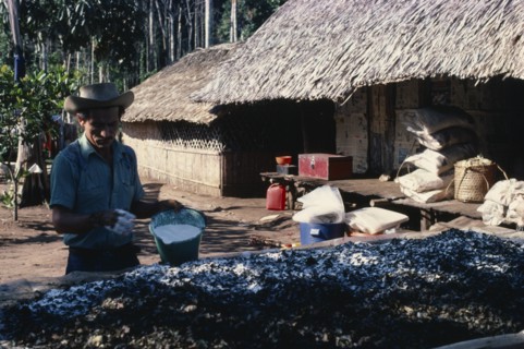 COLOMBIA, Vaupes, "Llanero worker in small N W Amazon forest cocaine lab. Prepares coca leaves