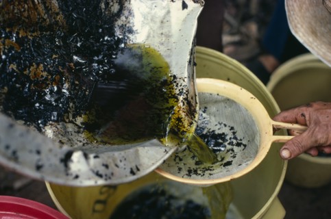 COLOMBIA, Vaupes, "Coca leaves soaked in petrol for 24 hours to further leach out cocaine alkaloid.