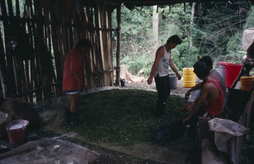 COLOMBIA, Bolivar Province, Magdalena Medio small cocaine lab. Workers stamp on leaves to mix in