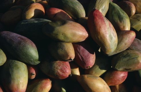 MEXICO, Markets, Mangoes for sale at market