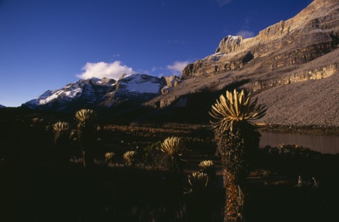 COLOMBIA, Sierra Nevada del Cocuy , "Dawn along the eastern side of the Sierra with Frailejon
