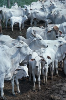 COLOMBIA, Agriculture, Cattle, "Zebu cattle on Ernestor Puyana's ranch close to Bucaramanga,