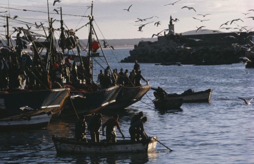 20088980 MOROCCO  Essaouira Seagulls circling above fishing boats in fortified harbour.