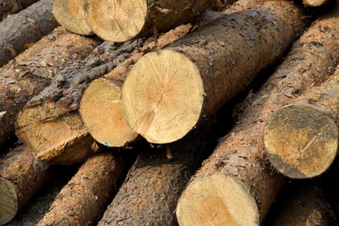 ENGLAND, West Sussex, Amberley, Amberley Working Museum. Logs of wood outside The West Sussex