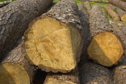 ENGLAND, West Sussex, Amberley, Amberley Working Museum. Logs of wood outside The West Sussex