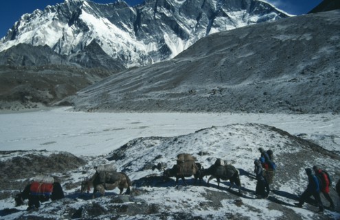 NEPAL, Sagarmatha N. Park, Lhotse, Yaks carrying packs through snow covered mountain landscape