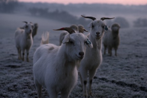 ENGLAND, Oxfordshire, Agriculture, Cashmere goats standing on frosty ground in early morning mist.