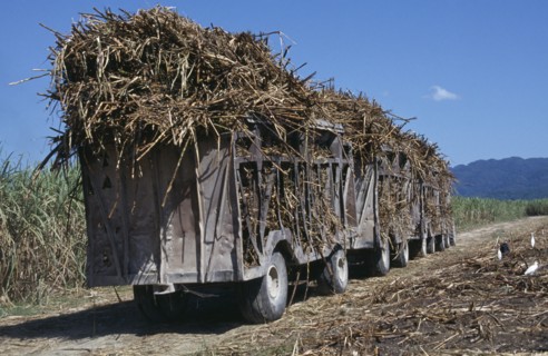 JAMAICA, West Moreland Parish, Agriculture, Truck train of harvested sugar cane on the Frome Estate
