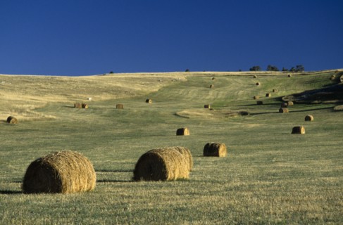 USA, Montana, Cascade County, Circular hay bales on the prairies.