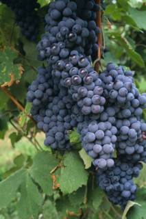 ITALY, Veneto, Lake Garda, Bardolino.   Bunches of red grapes for local wine production hanging