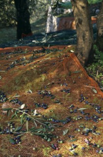 ITALY, Trentino-Alto Adige, Lake Garda Area, Net laid over ground under olive trees to catch