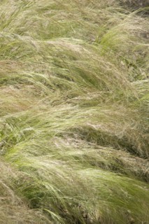 ENGLAND, West Sussex, Worthing, Tall grass moving in gentle wind