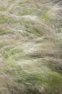 ENGLAND, West Sussex, Worthing, Tall grass moving in gentle wind