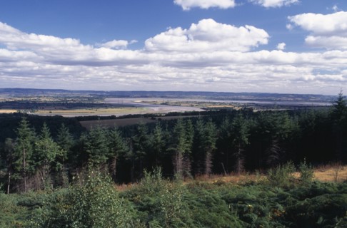 ENGLAND, Gloucestershire, Forest of Dean, Landscape with coniferous plantation and bend in the