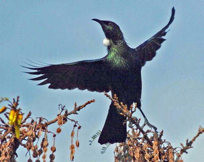 NEW ZEALAND, SOUTH ISLAND, FJORDLAND, "TE ANAU, A TUI BIRD FLIES FROM A TREE IN TE ANAU, FJORDLAND,