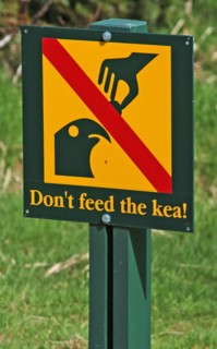 NEW ZEALAND, SOUTH ISLAND, FRANZ JOSEF, "A DO NOT FEED THE KEA PARROT SIGN AT THE FRANZ JOSEF