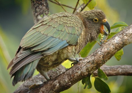 NEW ZEALAND, SOUTH ISLAND, FRANZ JOSEF, "A KEA MOUNTAIN PARROT AT THE FRANZ JOSEF GLACIER, WESTERN