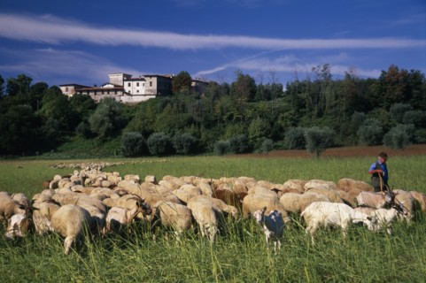 ITALY, Lake Garda Area, Shepherd with flock of sheep and goats with building on crest of wooded