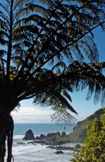 NEW ZEALAND, SOUTH ISLAND, WEST COASt, "UNNAMED BAY, NEW ZEALAND FERNS AT AN UNAMED BAY OFF THE