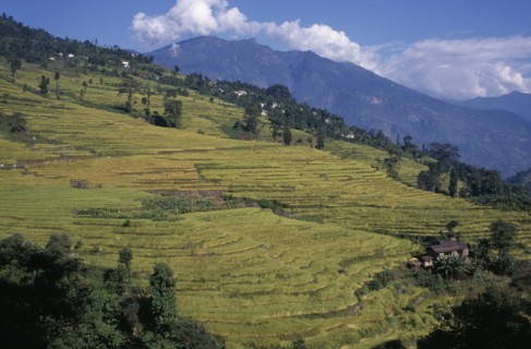 INDIA, Sikkim, Agriculture, Rice terraces on hillside in West Sikkim with mountain backdrop.