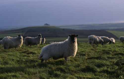 ENGLAND, Wiltshire, Agriculture, Sheep grazing on hillside above the Vale of Pewsey with sunlight