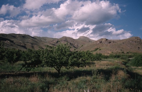 ARMENIA, Vaik Region, Agriculture, Landscape with apricot orchard.