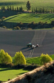 NEW ZEALAND, SOUTH ISLAND, OTAGO, "ARROWTOWN, A TRACTOR PLOUGHS A FIELD IN THE CROWN TERRACE