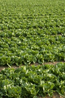 ENGLAND, West Sussex, Chichester, Rows of ripe green lettuce growing in a field
