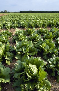 ENGLAND, West Sussex, Chichester, Rows of ripe green lettuce growing in a field viewed from ground