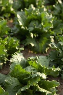 ENGLAND, West Sussex, Chichester, Ripe green lettuce growing in a field viewed from above