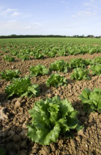 ENGLAND, West Sussex, Chichester, Rows of ripe green lettuce growing in a field viewed from ground