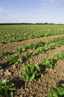 ENGLAND, West Sussex, Chichester, Rows of ripe green lettuce growing in a field viewed from ground