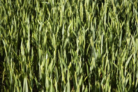 ENGLAND, West Sussex, Chichester, Field of young growing green wheat crop seen from above