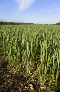ENGLAND, West Sussex, Chichester, Field of young green wheat growing under a blue sky