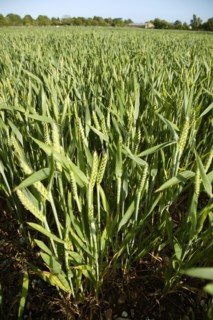 ENGLAND, West Sussex, Chichester, Field of young green wheat growing under a blue sky