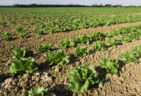 ENGLAND, West Sussex, Chichester, Rows of ripe green lettuce growing in a field viewed from ground