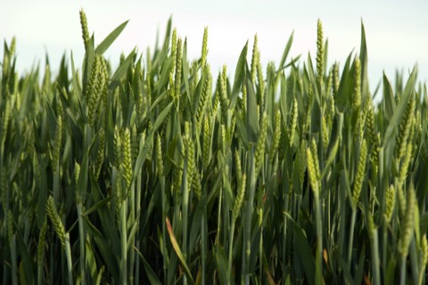 ENGLAND, West Sussex, Chichester, Field of young growing green wheat crop