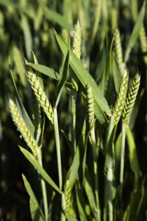 ENGLAND, West Sussex, Chichester, Close up of young growing green wheat crop