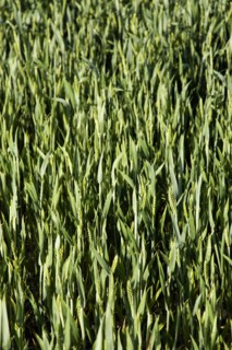 ENGLAND, West Sussex, Chichester, Field of young growing green wheat crop seen from above
