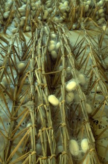 CHINA, Jiangsu, Suzhou, Suzhou Silk Museum.  Silk worm cocoons.