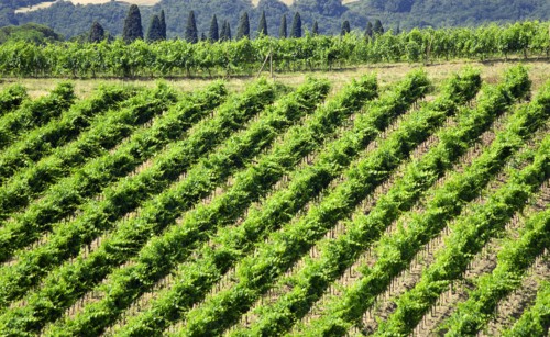 ITALY, Tuscany, Montalcino, Vineyard on a hillside on the outskirts of the hilltown