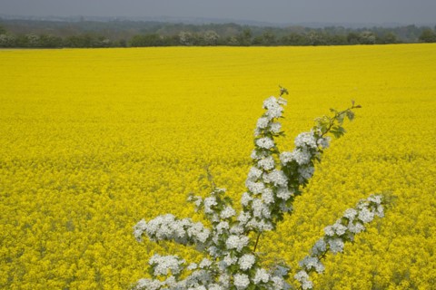 ENGLAND, West Sussex, South Downs, Field of yellow oilseed rape flowers