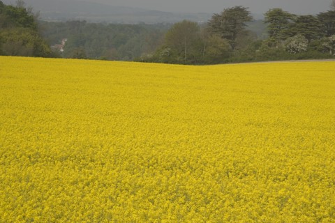 ENGLAND, West Sussex, South Downs, Field of yellow oilseed rape flowers