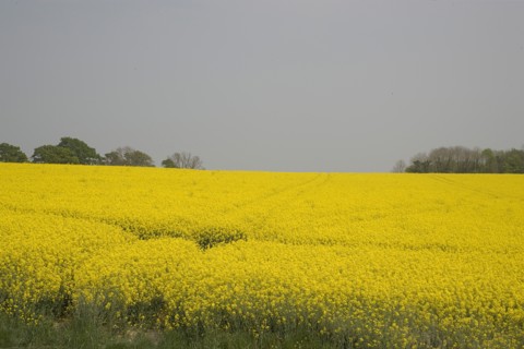 ENGLAND, West Sussex, South Downs, Field of yellow oilseed rape flowers