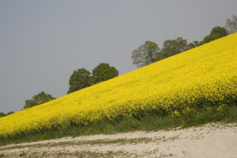 ENGLAND, West Sussex, South Downs, Field of yellow oilseed rape flowers. Angled view
