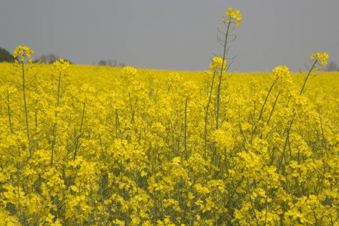 ENGLAND, West Sussex, South Downs, Field of yellow oilseed rape. Detail of flowers.