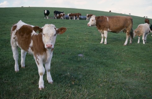 AGRICULTURE, Farming, Cattle, Cows grazing in a field with calf standing in foreground.