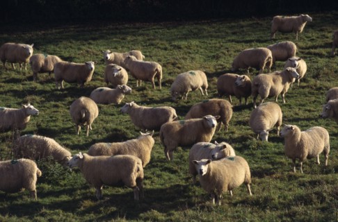 AGRICULTURE, Farming, Sheep, Sheep grazing in field.