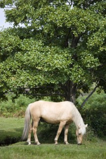 ENGLAND, Hampshire, The New Forest, Ogdens Purlieu a fertile valley near Ogden Village. Single New